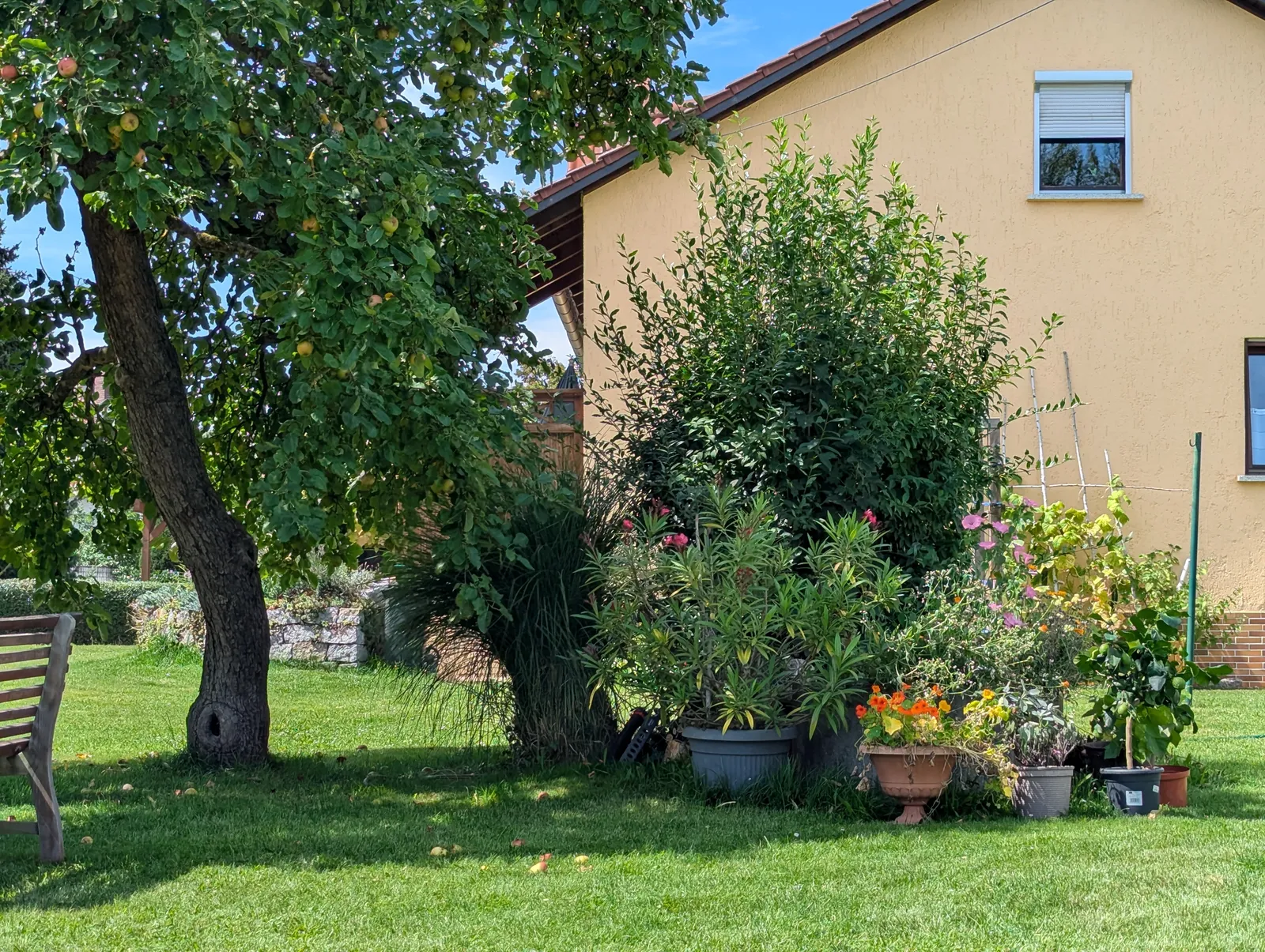 The garden scene the sketch is based on: an apple tree, dense shrubs, and a sunlit house facade